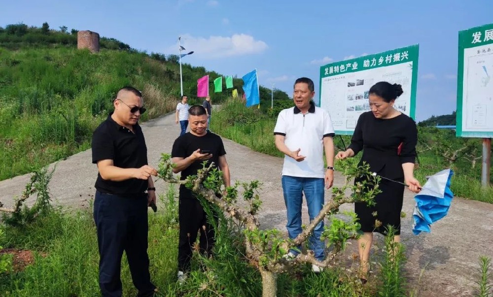 岳池万亩藤椒基地迎来台湾客商